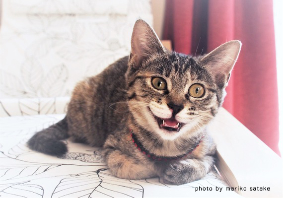 13飼い主在宅が好き.jpg