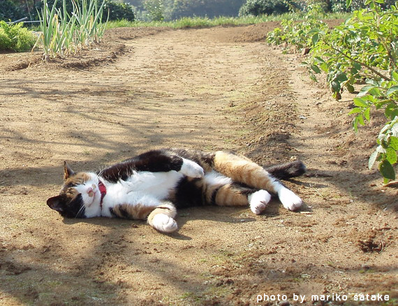 猫の不思議 三毛猫 フェリシモ猫部