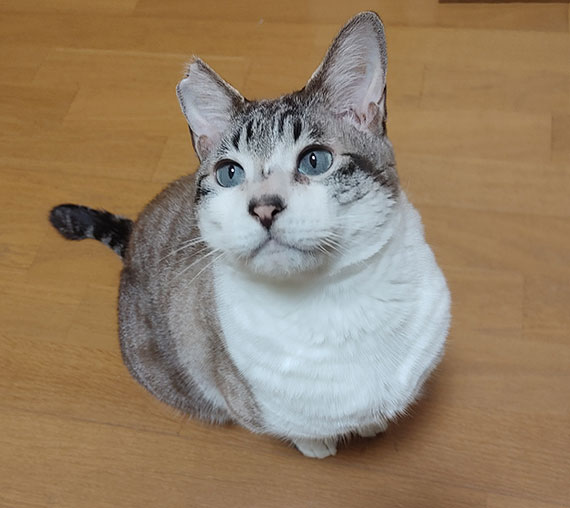 １３-とら①.jpg