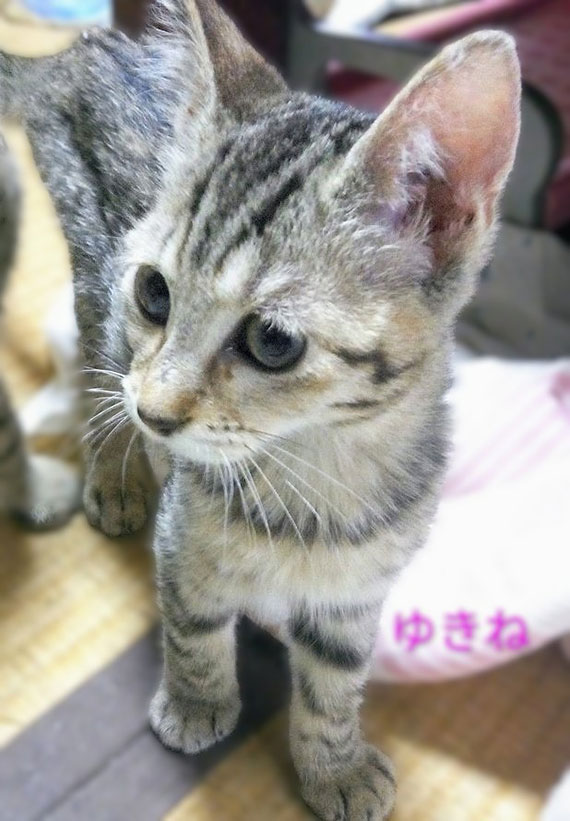 ９-ゆきね_KIMG4743~4.jpg
