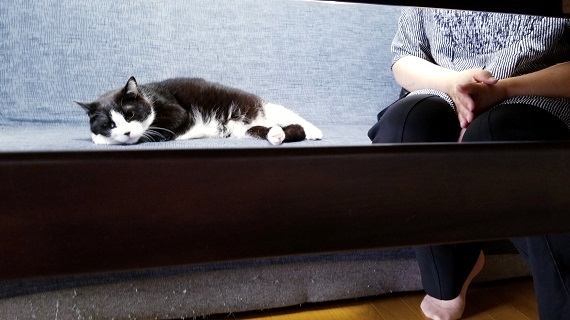 日高さんとこたろう君(白黒ネコ.jpg