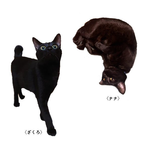 黒猫3.jpg