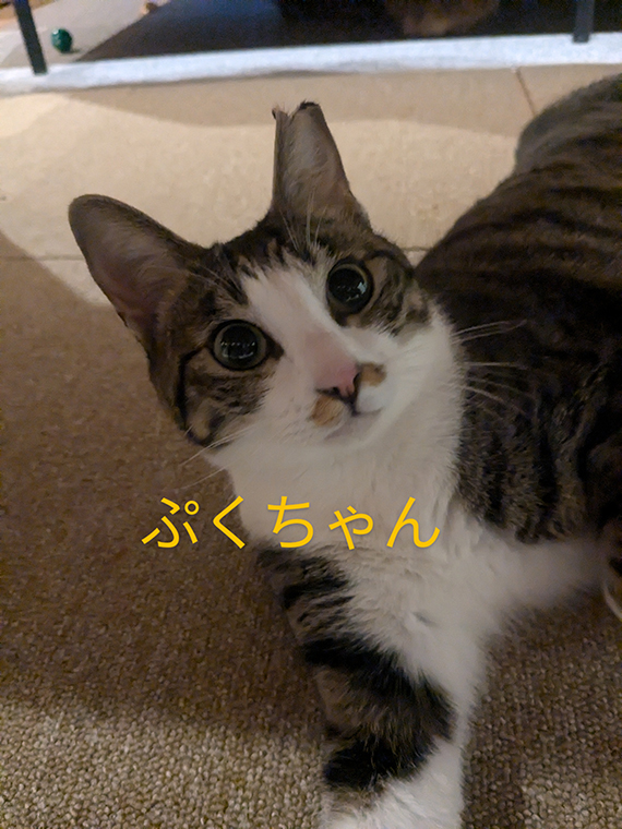ぷくちゃん.jpg