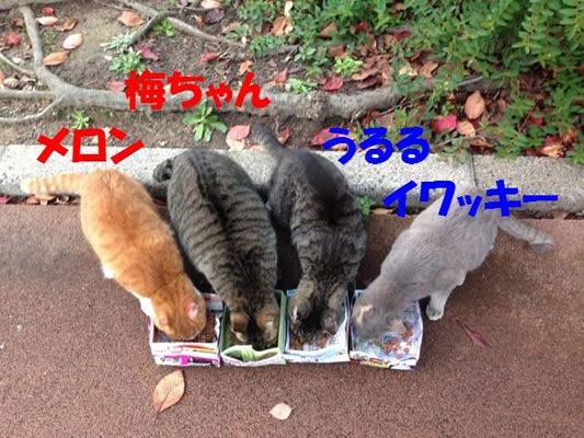 かすやねこ201504-1.jpg