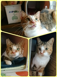 みぃちゃん.jpg