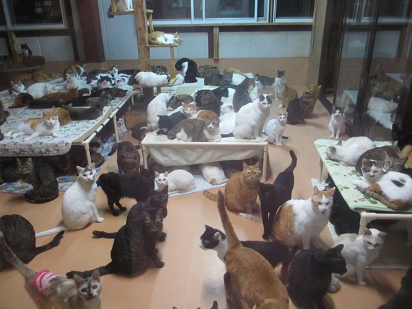 みなしご救援隊の猫たち１.JPG