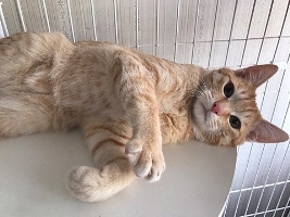 ショー.jpg