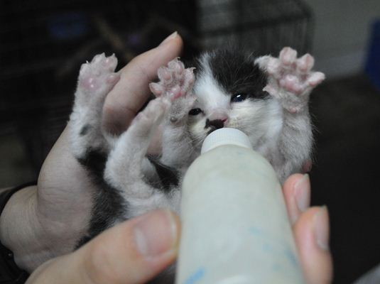 子猫のミルク.jpg