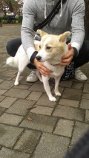 ａｌｉｓ-20151110-1　ローズ.jpg