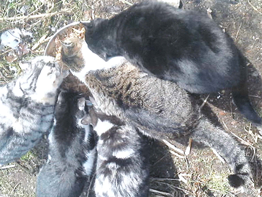 150匹犬猫_猫ご飯.jpg