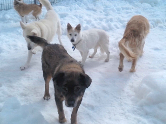 150匹犬猫_雪と犬.jpg