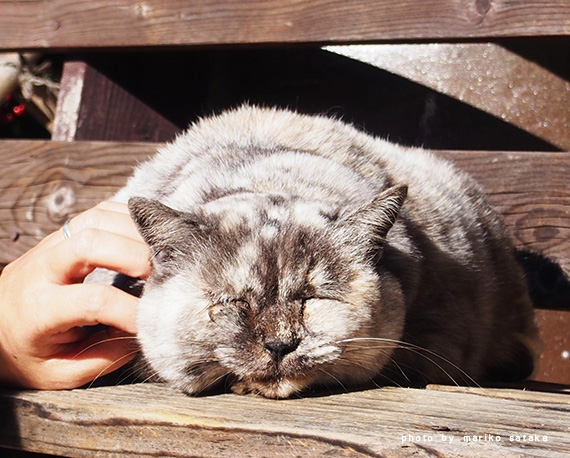 すぎる猫 その２ フェリシモ猫部