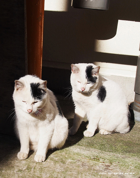 すぎる猫 その２ フェリシモ猫部