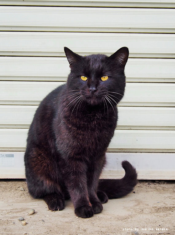 黒猫のいる乳牛牧場 フェリシモ猫部