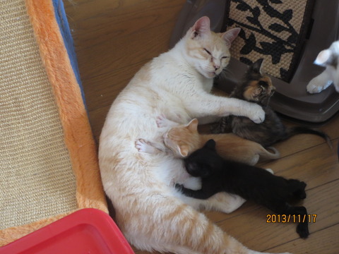 25匹遺棄親子猫.jpg