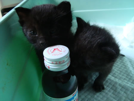 5月保護の子猫.jpg