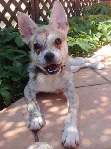 Perro Dogs Home201504-1.jpg