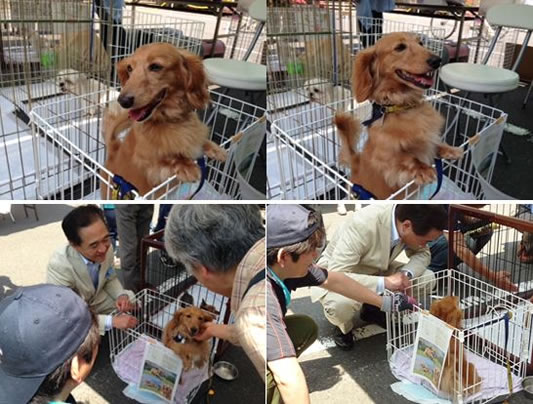 Perro Dogs Home201504-2.jpg