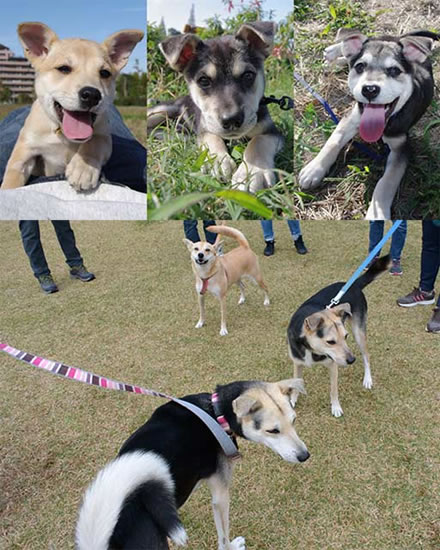 Perro Dogs Home201504-3.jpg