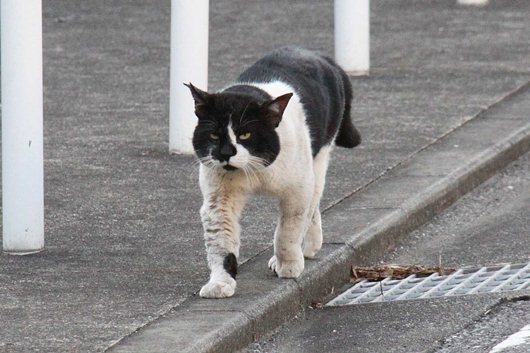 bos hayama neko 20130214.jpg