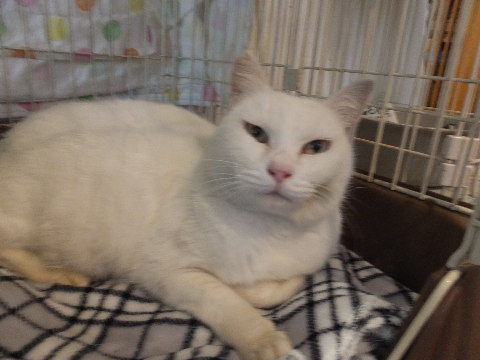 dreamcat2015L-3.jpg