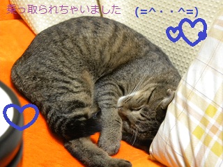 happytail_151130_02.jpg