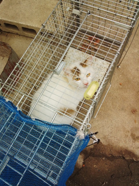 happytail_151130_04.jpg