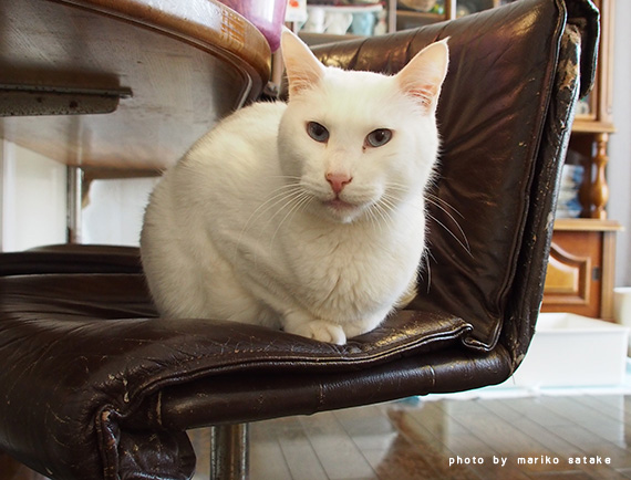 釣り針を捨てないで フェリシモ猫部