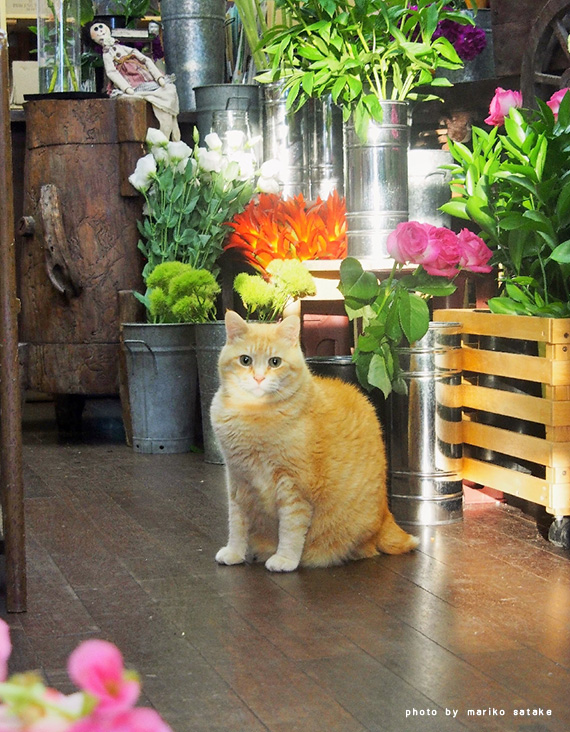 お花屋さんに看板猫がいっぱい フェリシモ猫部