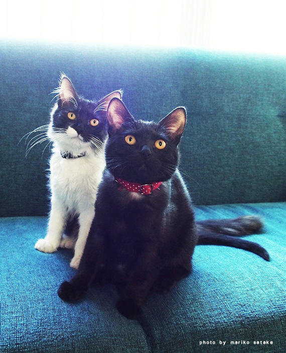 少年と猫 フェリシモ猫部