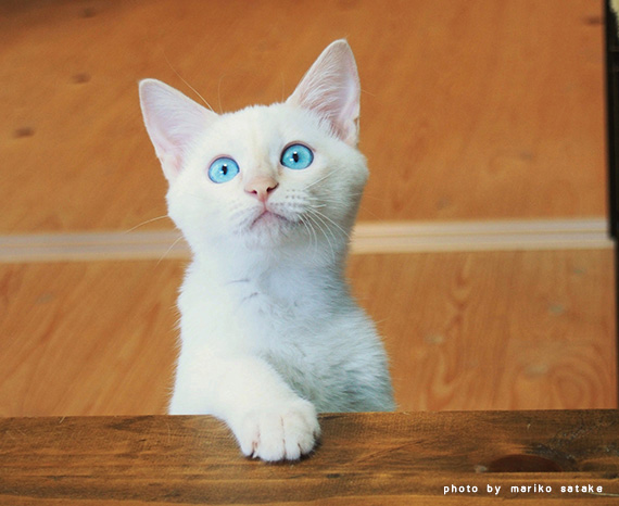子猫がやってきた その 青い目のアオちゃん フェリシモ猫部