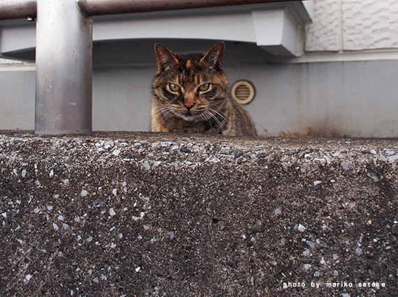 michibata20170214-2.jpg