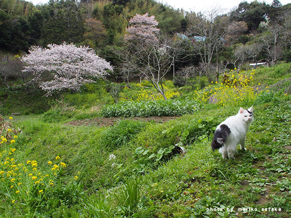 michibata20170411-2.jpg