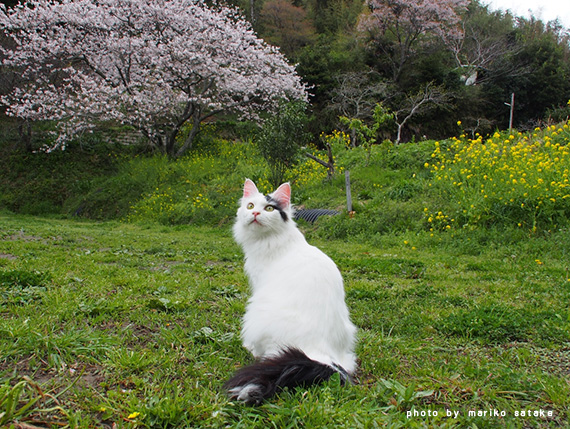 michibata20170411-3.jpg