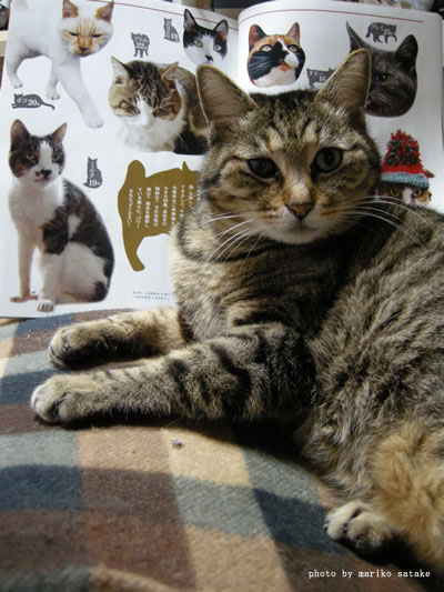 neko-blog20.jpg