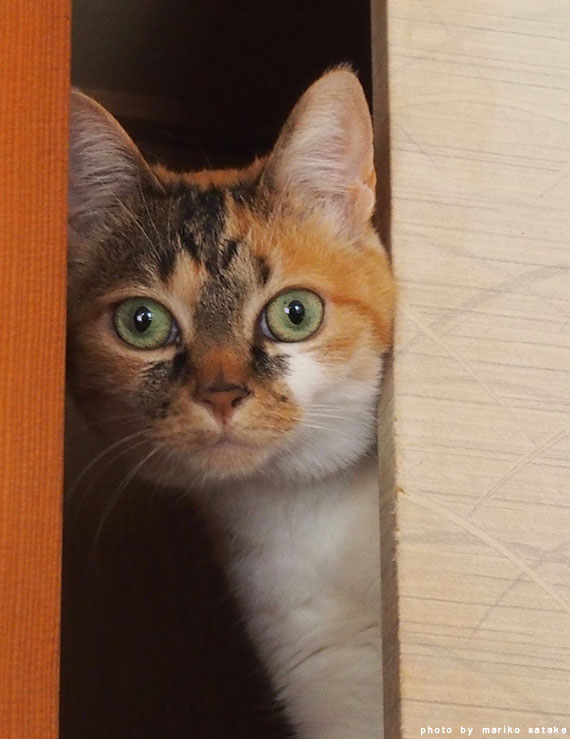 nekoblog0505_3.jpg