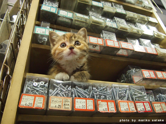 交番からやってきた子猫 フェリシモ猫部
