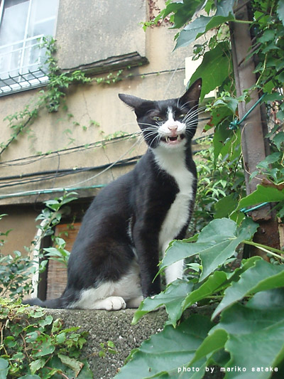 笑う猫 フェリシモ猫部 笑う猫 フェリシモ猫部