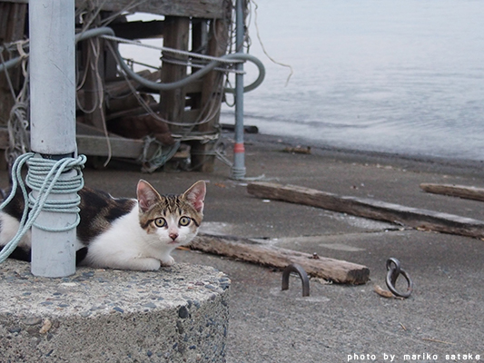 nekoblog204-1.jpg