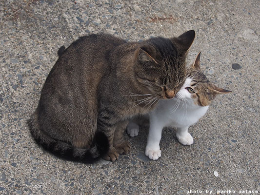 nekoblog208-5海辺の子-⑤.jpg