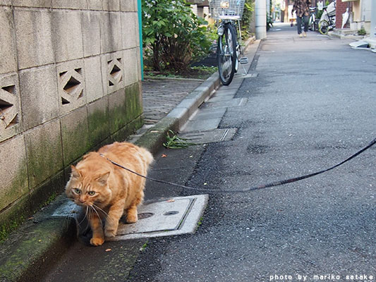 nekoblog211-1_ニャン太郎①.jpg