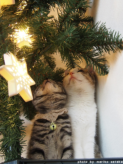 ネコ対策の つり下げ マクラメ クリスマスツリー クリスマスツリーの下