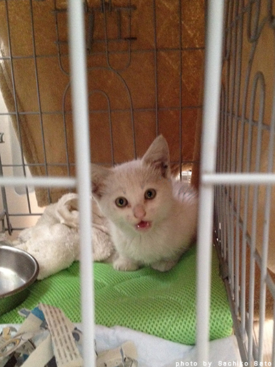 nekoblog213_3.jpg