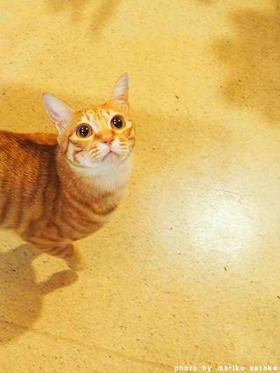nekoblog216_光の中①.jpg