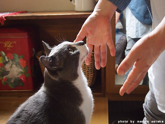 nekoblog253-1.jpg