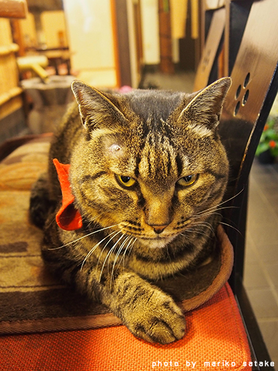 nekoblog263_2.jpg