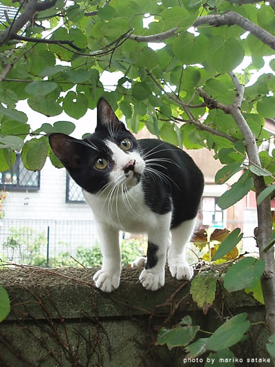 ケンジのおっさん化 フェリシモ猫部 ケンジのおっさん化 フェリシモ猫部