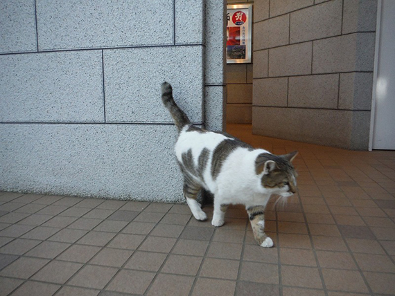 nekoyon20150114-13.jpg