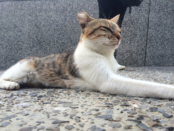 nekoyon20151110-8.jpg