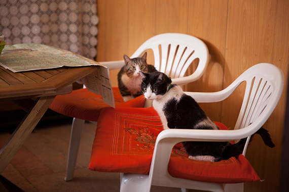 nekoyon20151125-5.jpg